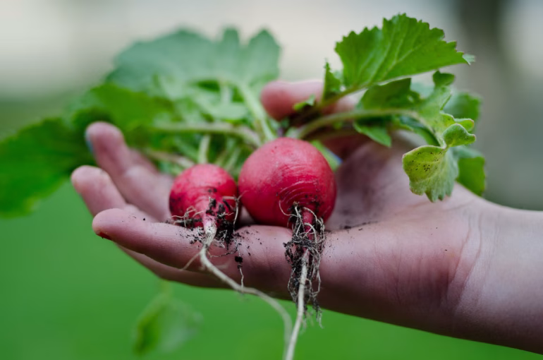 Produits de jardin bio
