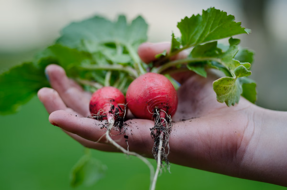 Produits de jardin bio